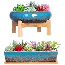 ARTKETTY 2 Pack Succulent Pots - 10+12 Succulent Planters with Drainage, Shallow Bonsai Pots with Tray Ceramic Pots for Indoor Plants Large Cactus Flower Plant Bowl