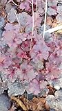 L'Heuchera x hybrida 'Midnight Rose Selec' est une plante vivace (30cm x 40cm) au feuillage décoratif toute l'année. Le feuillage persistant de cette Heuchère évolue au fil des saisons, avec de très belle nuance de pourpre mouchetée de rose. Très be