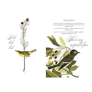 Effin Birds A Field Guide to Identification Hardcover–October 15 2019