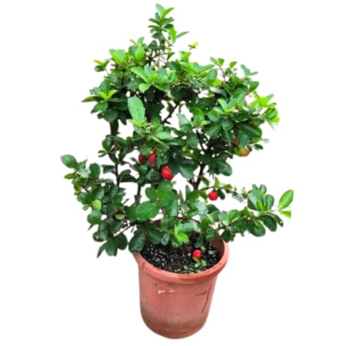Dwarf Barbados Cherry Tree, 12-18 Inch Tall, Grown in 6 Inch Pot, Acerola Barbados Cherry Plant Live for Planting Indoor Outdoor Ornamental Garden, No Pot