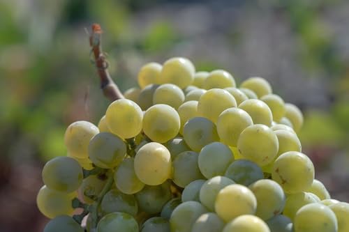 KORRES Santorini Grape maska wygładzająca skórę z piaskiem wulkanicznym, poprawia pory, z kapsułkami z węglem aktywnym i kwasem salicylowym BHA, wegańska, 70 ml