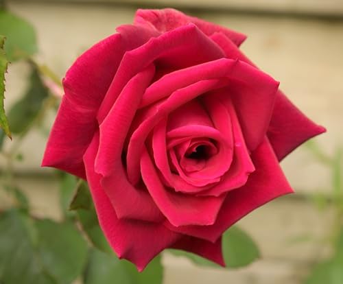 Image of Red Rose Live Flower Plant | 1-2 Ft Healthy Decorative Outdoor & Indoor Garden Plant | Fresh Blooming Rose Sapling for Home Balcony Terrace Gardening | (Without Pot)