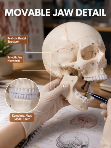 Image of Doctor Verified 55 Number Labeled Real Human Life Size Skull Anatomy Model, 1:1 Full Size Anatomical Correct Realistic Skull Model for Studying, Medical Students