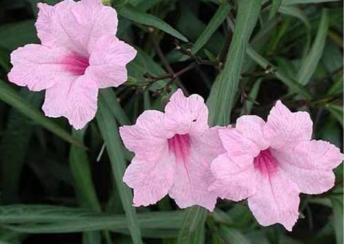 5 Pink Mexican Petunia Plants Live, 5 to 7 Inc Tall Ruellia Brittoniana Perennial Well Rooted Fresh Flowers Garden