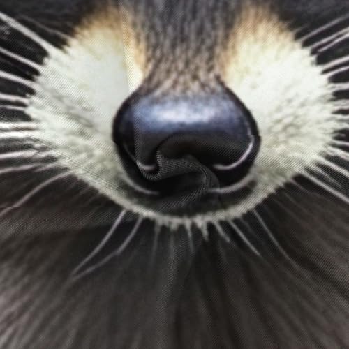 CHIFIGNO Funny Raccoons Swim Suits for Girls Quick Dry Crossback One Piece Swimming Suits with Adjustable Strap 3T 5