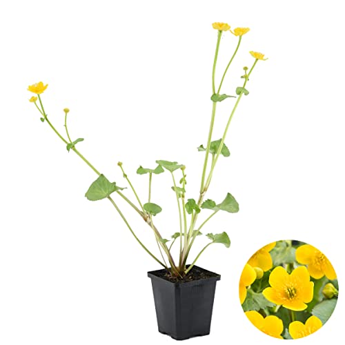 Bloomique - Caltha Palustris - Populage des marais - Plantes de bassin - Rustique - Hauteur 15-25 cm - Pot 9 cm