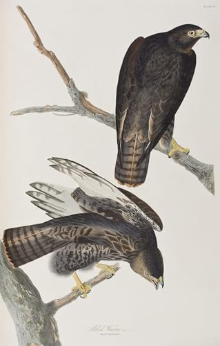 Tableaux sur toile oiseaux d'Amérique Audubon 60x90cm pour décoration murale moderne