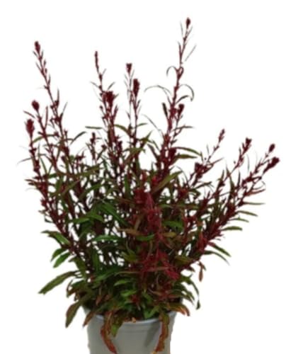 Planta natural Gaura, 30-40. Planta perenne de flores ligeras y rosadas o blancas, que parecen mariposas al viento. Segura Garden.