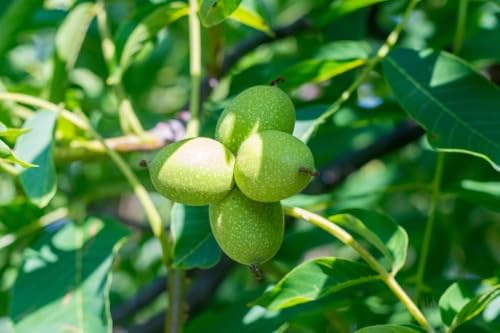 3 Carpathian Walnut Tree Live Plants – Cold Hardy English Walnut Variety – Fast Growing Nut Tree for Home Garden & Orchard