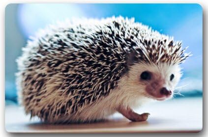 Porcupine Door Mat Hedgehog Cover Non-Slip Machine Washable Outdoor Indoor Bathroom Kitchen Decor Rug Mat Welcome Doormat