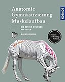 Anatomie, Gymnastizierung, Muskelaufbau: Die besten Übungen für Pferde am Boden