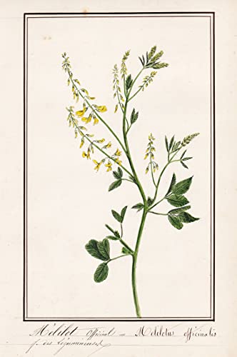 Melilot officinal / Melilotus officinalis - Gelber Steinklee / Botanik botany / Blume flower / Pflanze plant