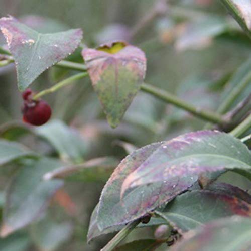 Euonymus Alatus 'Compactus'- Fusain ailé 'Compactus' 30-40 cm en conteneur