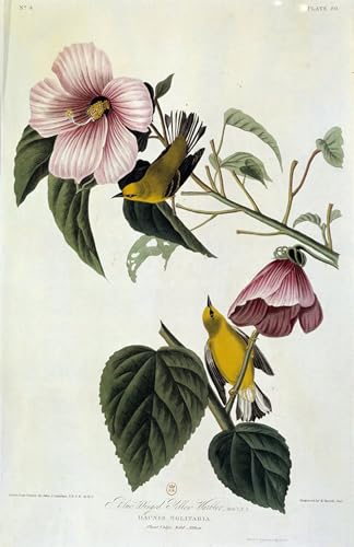 Peinture sur soie fleurs et oiseaux John Audubon toile haut de gamme