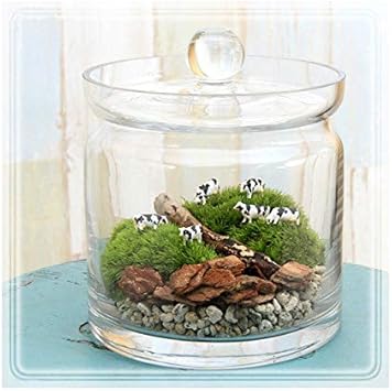 Amazon Co Jp 観葉植物 苔ｔｅｒｒａｒｉｕｍ 大きな牧場 牛 ガラスポットｌ 説明書付 Diy 工具 ガーデン
