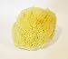 Sea Nature Natural Sea Sponge Brand 5-6 Inches Soft Type for Body Bath and Face Cleaning Ideal for Baby Bathing