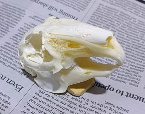 Animal Specimen Real Animal Skull Specimen Taxidermy Cleaned Skull Collection Fox, cat, Mink, Crocodile, Dog, Raccoon, Snake, Rabbit, Goat ，Muskrat，Nutria，Fox's paw (10pcs,Rabbit)