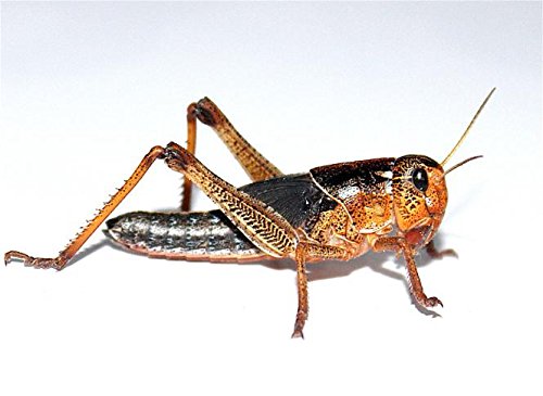 Feeders & More - Heuschrecken - Wanderheuschrecken Adult - 300 Stück - Lebendfutter Insekten Wanderheuschrecken - Futter für Reptilien, Bartagamen und Amphibien - Futterinsekten & Haustierfutter