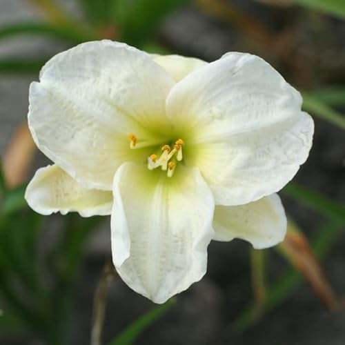 6x Lis d’un jour 'Arctic Snow' – Hemerocallis 'Arctic Snow'® – Godet 9x9cm | Fleurs blanches pures, port compact