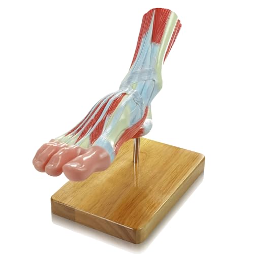 Image of NEW HORIZON 1-Parts Natural Size Foot Anatomy Model Displays the Superficial Muscles, Ligaments, Bones, and Some Skin Tissue of the Foot,with wooden base,Human Body Model