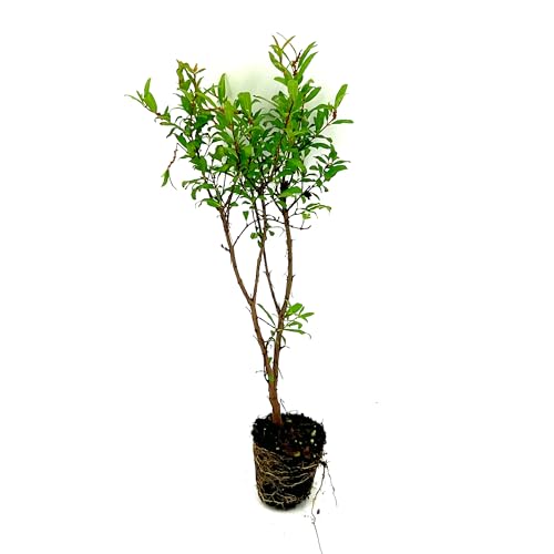ragnaroc Live Fruit Trees – Punica Granatum Dwarf Pomegranate Plug 9-12” Tall - 1ct - Color When Flowering Red, Bonsai - Live Arrival Guaranteed - House Plants for Home Decor