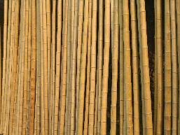 50 Bambusstangen 2-3cm 3m Bambusrohr Bambusrohre Cover
