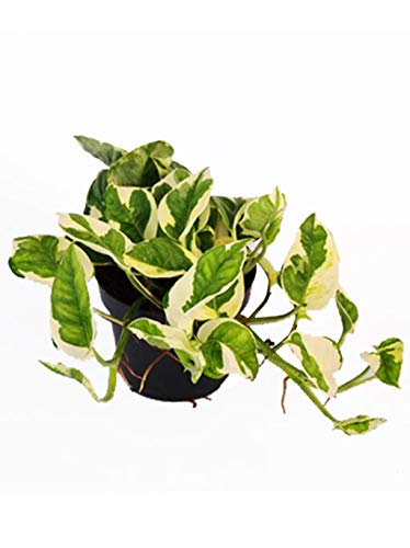 Easy Plants Devil's Ivy Golden Pothos Ivy Arum Plant in 12cm Pot