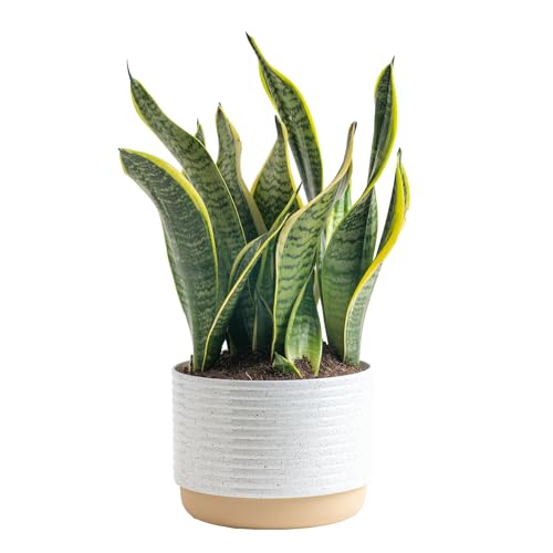 Costa Farms Snake, Sansevieria White-Natural Decor Planter Live Indoor Plant,