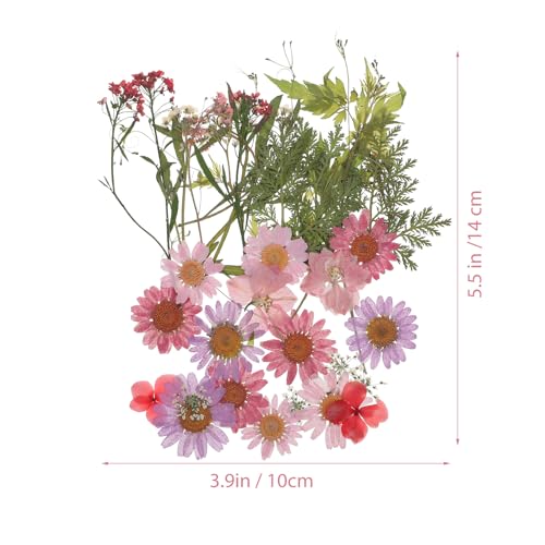 Flores secas prensadas naturales para manualidades 35 piezas miniatura 2