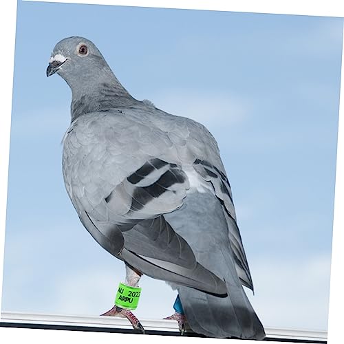 GLSTOY 100 Pçs Tornozeleira De Pombo Bandas De Identificação De Pombos Banda De Perna De Pombo Anéis