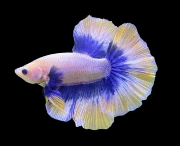 Double Tail Half Moon Betta - Assorted Color - Live Freshwater Aquarium Fish