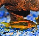 Orange Laze Corydoras, Freshwater Aquarium Fish, Live Tropical Catfish