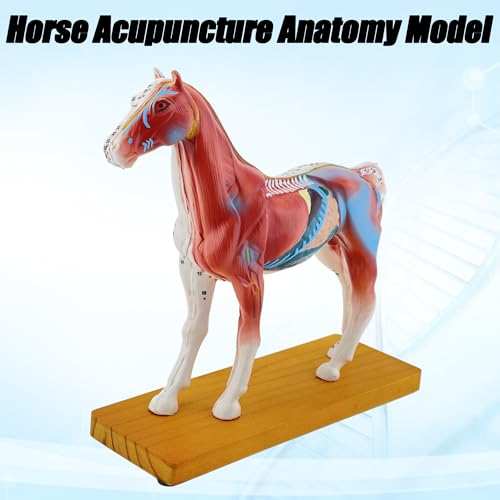 Modèle acupuncture de cheval 114 points AMITD pour localiser les organes - 3
