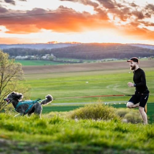 Non-Stop Dogwear CaniX Belt 2.0, Schwarz - M