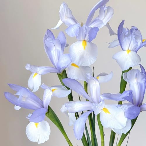 Bulbi di iris perenni resistenti - decorazione in vaso, balcone giardino 3pcs