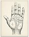 Vintage Palm Reading Chart - 11x14 Unframed Art Print - Great Gift for Fans of the Occult, Supernatural and Astrology, Also Makes a Great Gift Under $15