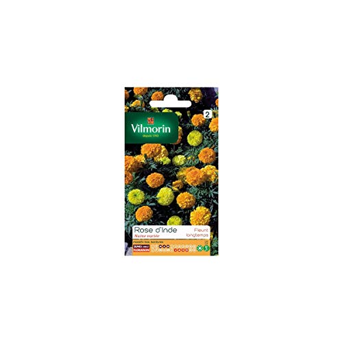 Rose d'Inde Naine Variée