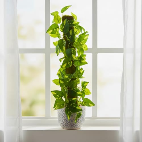 Image of fancymart Artificial Leaves Vine on Moss Stick 60 cm (Without Pot) | Decorative Indoor Plant for Home, Office, Cafe & Restaurant