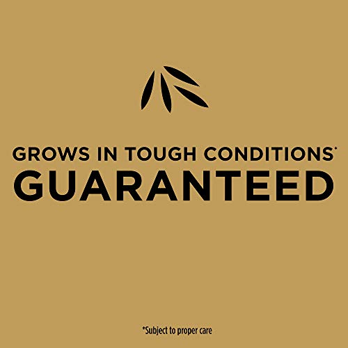 Image of Scotts EZ Seed Bermudagrass - 3.75 lb., Combination Mulch, Seed and Fertilizer, for Tough Conditions Like Scorching Heat and Dry Areas, Grows on Slopes and in High Traffic Areas (Pack of 4)