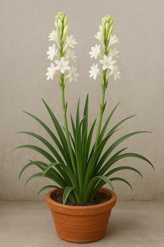 Image of Live Green Flower Bulb Tuberose /Rajnigandha Single /Double Petal Fragrance For Home Gardening (Pack Of 2 Bulbs with 1 Free Rain Lily Bulbs)