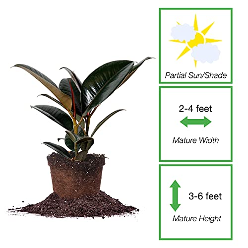 Perfect Plants Rubber Plant | Ficus Elastica 'Burgundy' | Live Indoor Houseplant | Unique Home Décor, 6In. Grower's Pot #TOP1