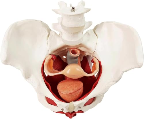 Modelo de pelvis femenina con órganos extraíbles para resolver dudas anatómicas en clase 2