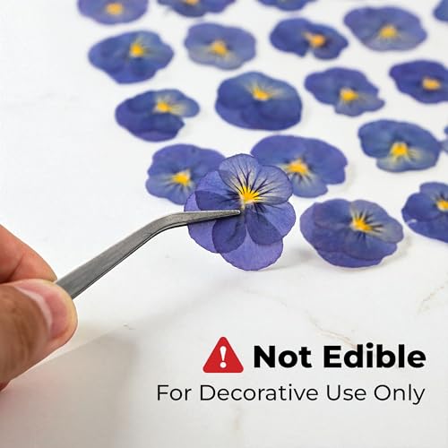 50 flores secas violetas prensadas para moldes de resina y manualidades miniatura 3