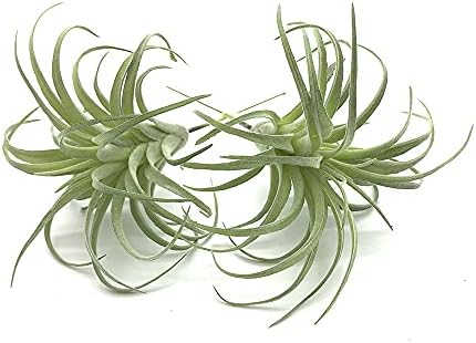 EBUYOM 2 PCS Artificial Succulents Plants Unpotted Fake Flocking Tillandsia Air Plants Succulent Bromeliads Bouquet Arrangements Faux Plants DIY for Garden Terrarium Decor Home Decoration Green