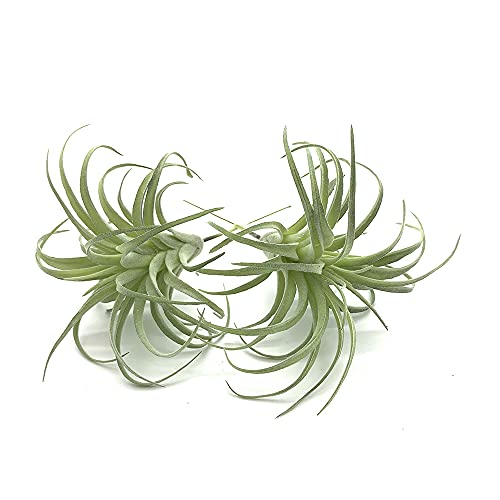 EBUYOM 2 PCS Artificial Succulents Plants Unpotted Fake Flocking Tillandsia Air Plants Succulent Bromeliads Bouquet Arrangements Faux Plants DIY for Garden Terrarium Decor Home Decoration Green
