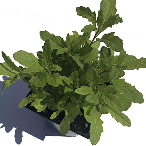 Organic Epazote Plant, (Dysphania ambrosioides - Chenopodium ambrosioides) 2.5 inch Pot - Jesuit's Tea, Mexican Tea, payqu (paico), epazote, mastruz herb Plant by Smoke Camp Crafts