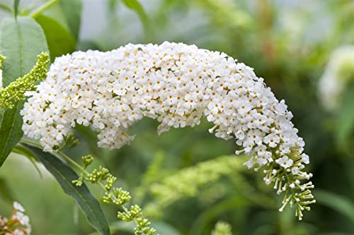 Buddleja davidii 'White Bouquet' - Sommerflieder, Schmetterlingsstrauch, Weiß, Winterhart, C7,5 Topf, 80-100cm Gartenpflanze
