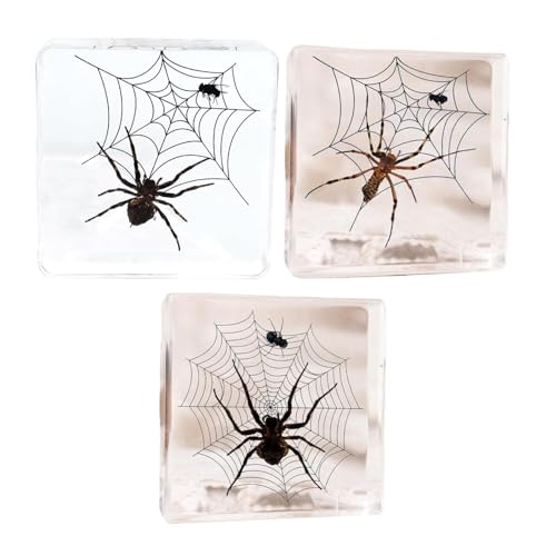Taxidermy Spider, Real Spider Specimens Paperweights for Science Education Desk Decor Display Supplies, Animal Specimen in Resin for Biology Science Classroom (3PCS, 3x3x0.8 inch)
