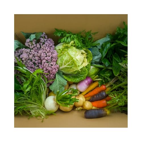 彩り野菜セット 7種 お試し1回お届け[発送期間:11月〜3月]