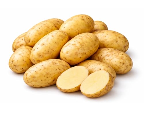 8 Pounds Yukon Gold Seed Potatos for Planting - Easy to Grow - Americas Favorite Variety
